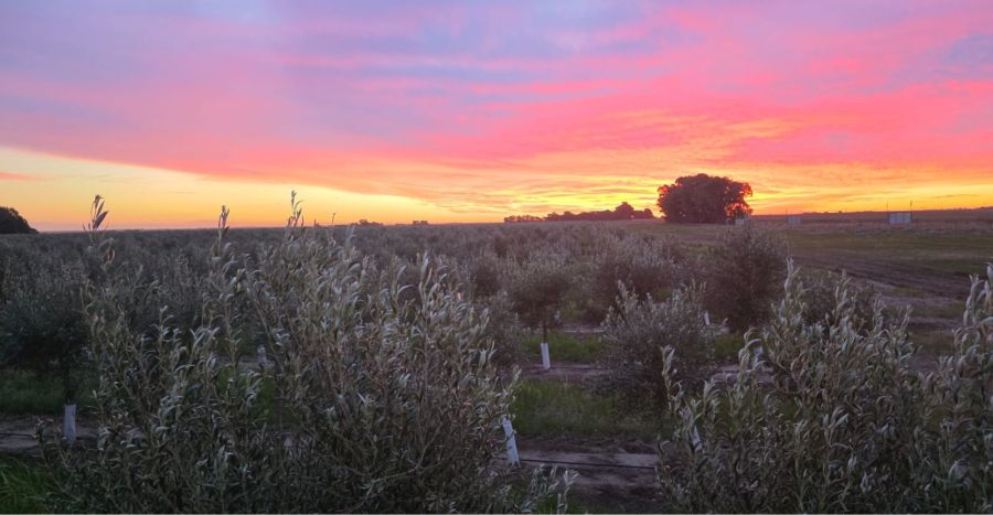 Finca Rumaroli