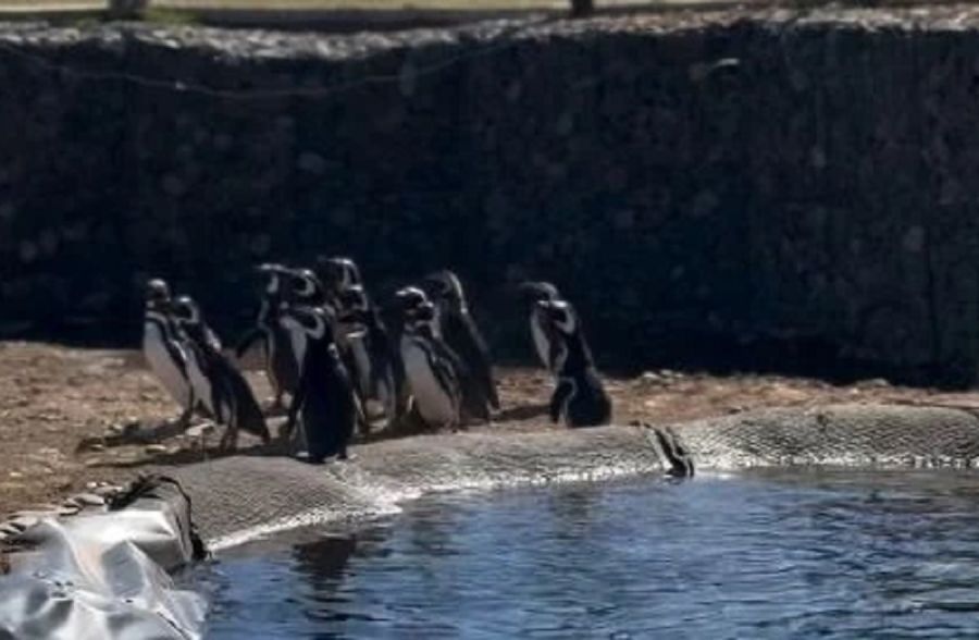 1709_pingüinos magallánicos