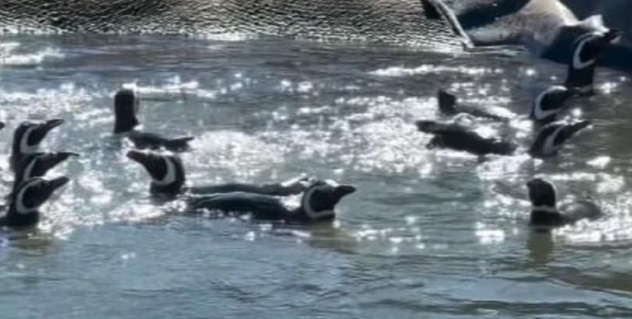 1709_pingüinos magallánicos