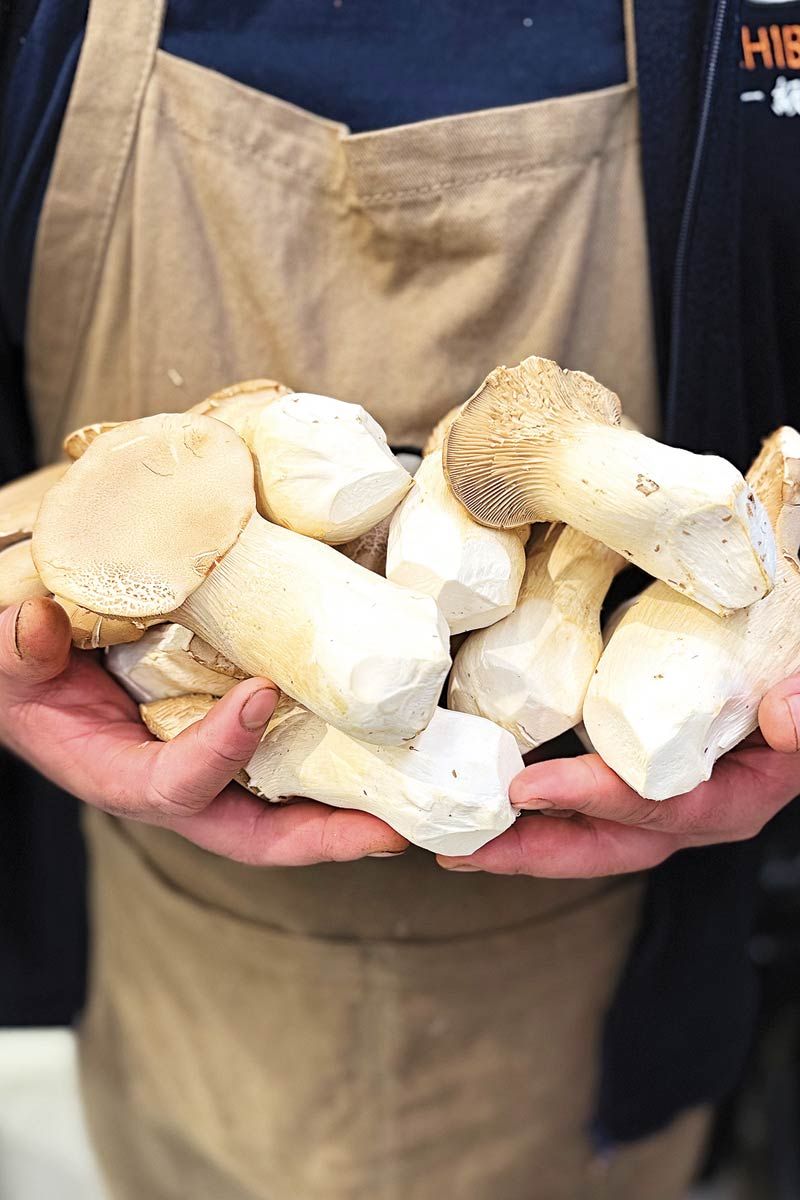Hongos