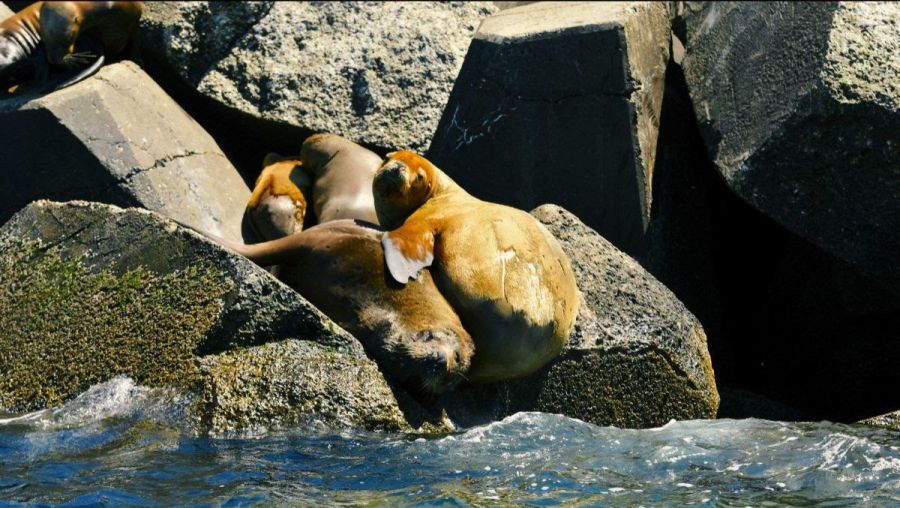 0919_comodoro