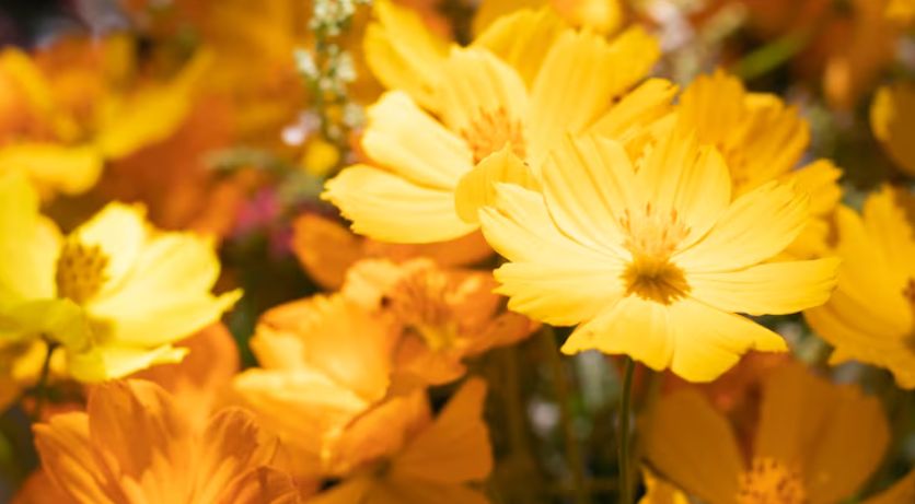 Primavera