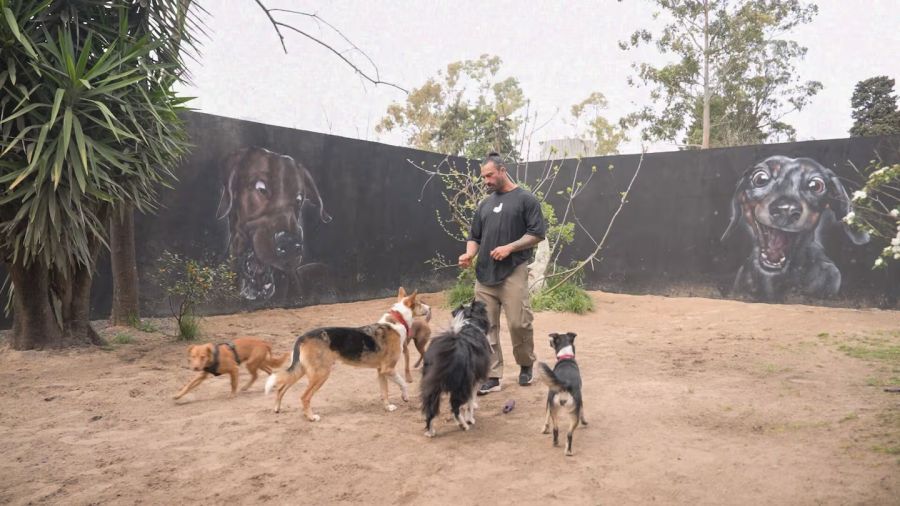 Así es la guardería canina que abrió Lisandro Navarro, ex Gran Hermano