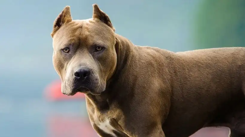 30-09-2026 Pitbull perro potencialmente peligroso Córdoba