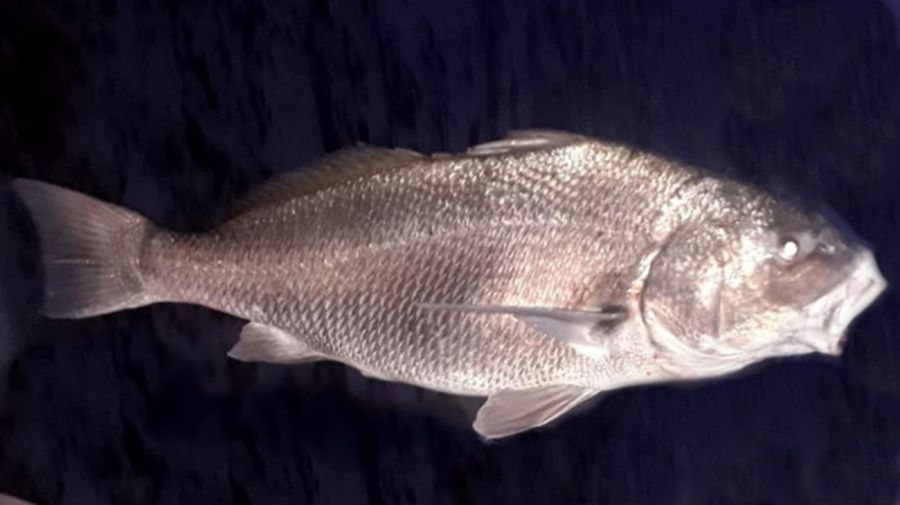 3009_corvinanegra