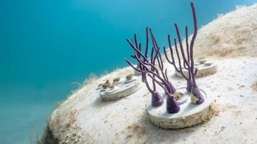Esculturas bajo el agua REEFLINE