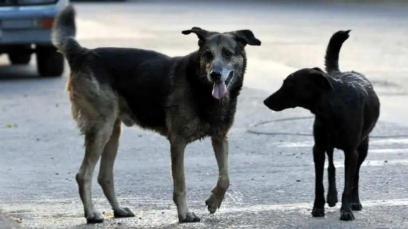 Perros Callejeros
