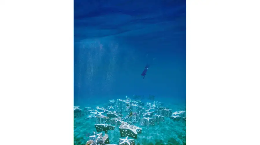 REEFLINE Starfish Animation 30092026