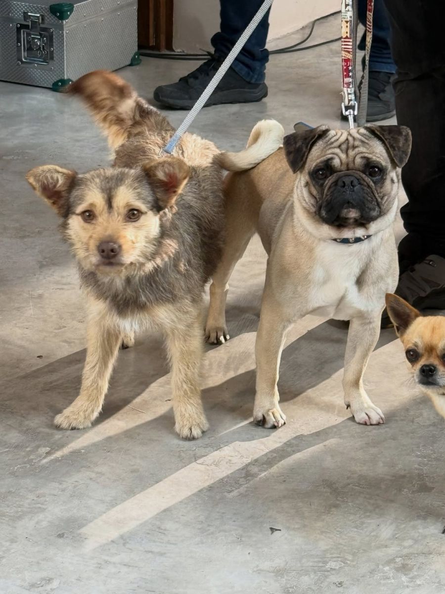 Lucy, la perrita que adoptó Jimena Barón