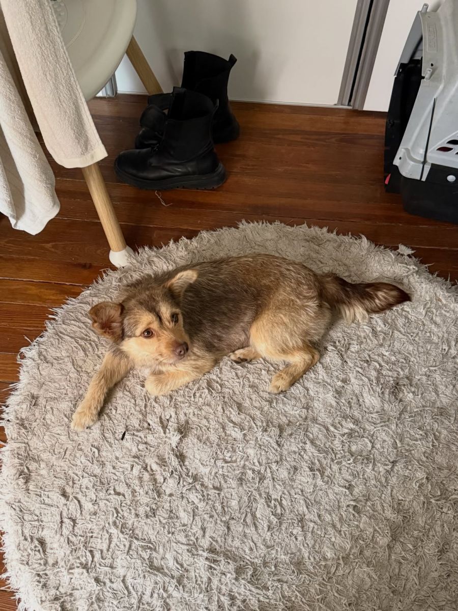 Lucy, la perrita que adoptó Jimena Barón
