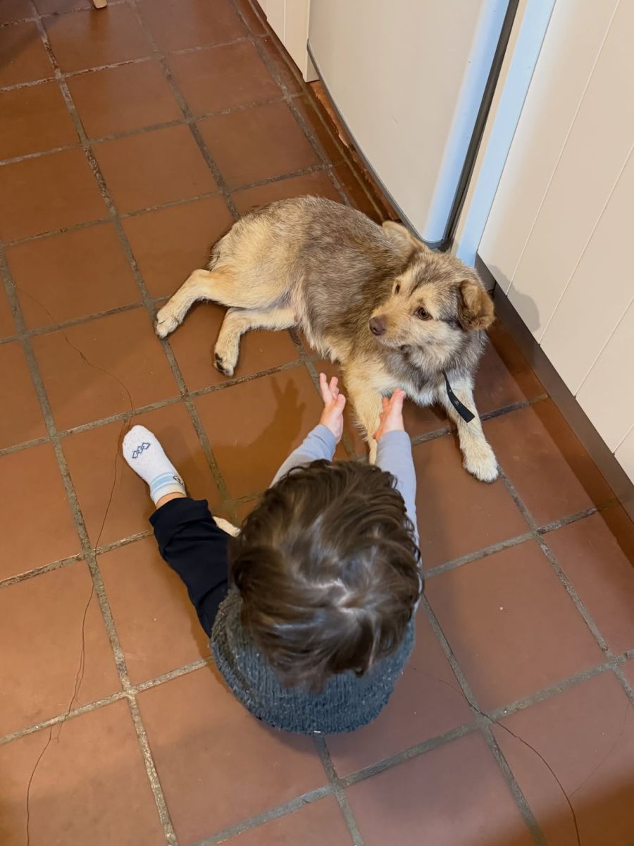 Lucy, la perrita que adoptó Jimena Barón