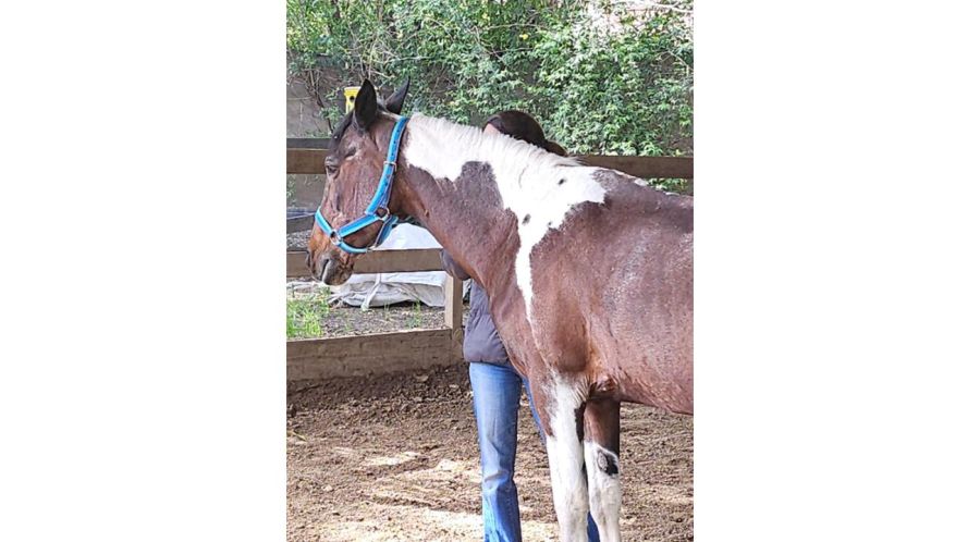 El caballo no tiene la respuesta: te despierta a una nueva conciencia