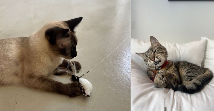 Glam Pet