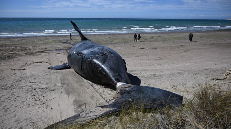 Las tristes escenas de las ballenas muertas conmocional a Madryn.