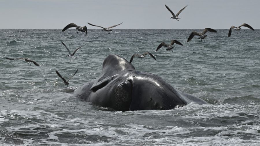Las tristes escenas de las ballenas muertas conmocional a Madryn.