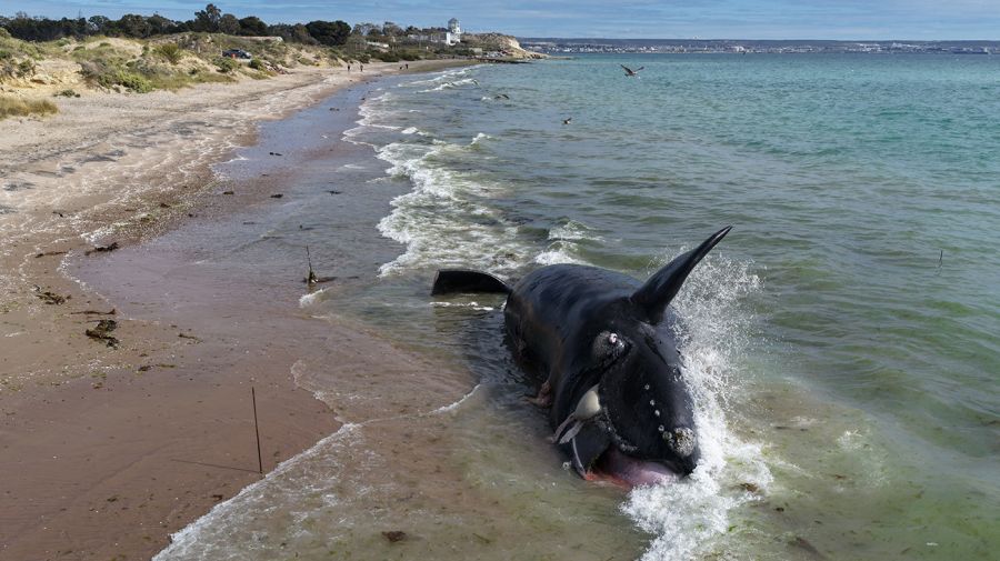 Las tristes escenas de las ballenas muertas conmocional a Madryn.