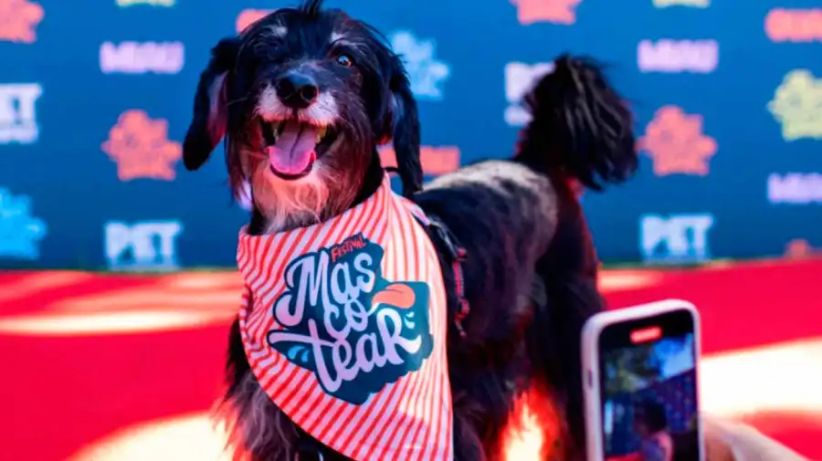 Festival Mascotear