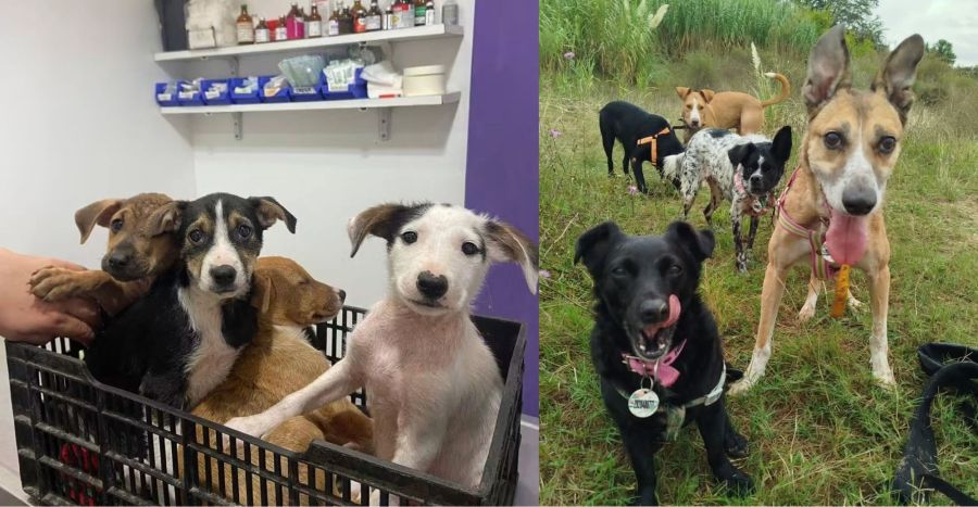 Laila