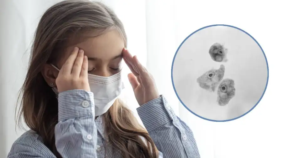Naegleria fowleri: Ameba comecerebros