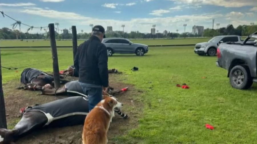 Un rayo mató a cuatro yeguas de polo en San Isidro