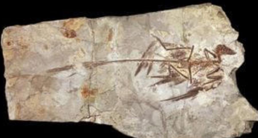 2210_dinosaurio alado