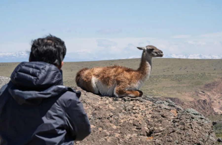 2210_guanaco