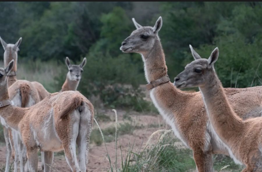 2210_guanacos