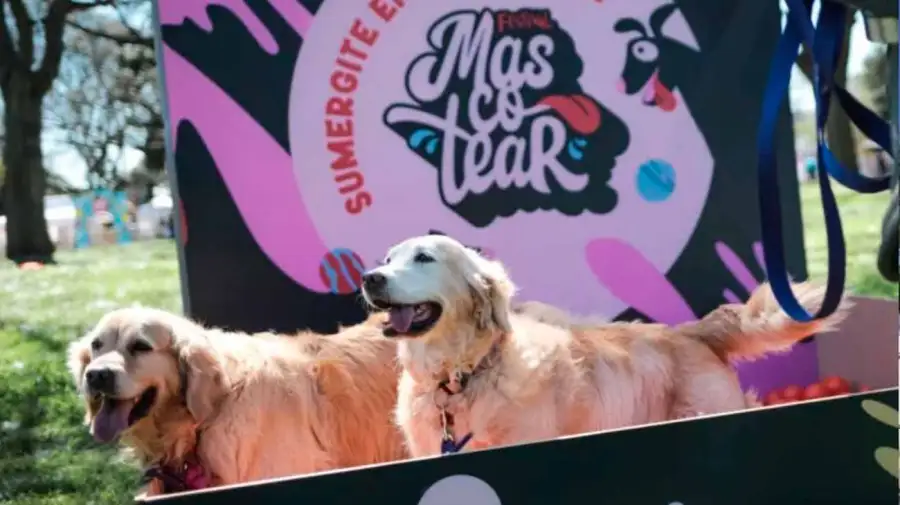 La Ciudad impulsa una ley para que cada perro y gato tenga un número único de identificación