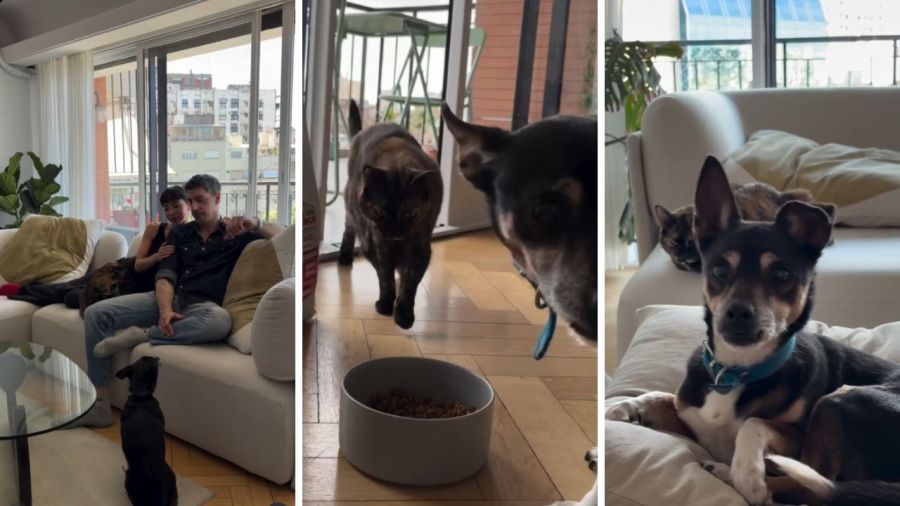 Rufi, el perro de Esteban Lamothe 