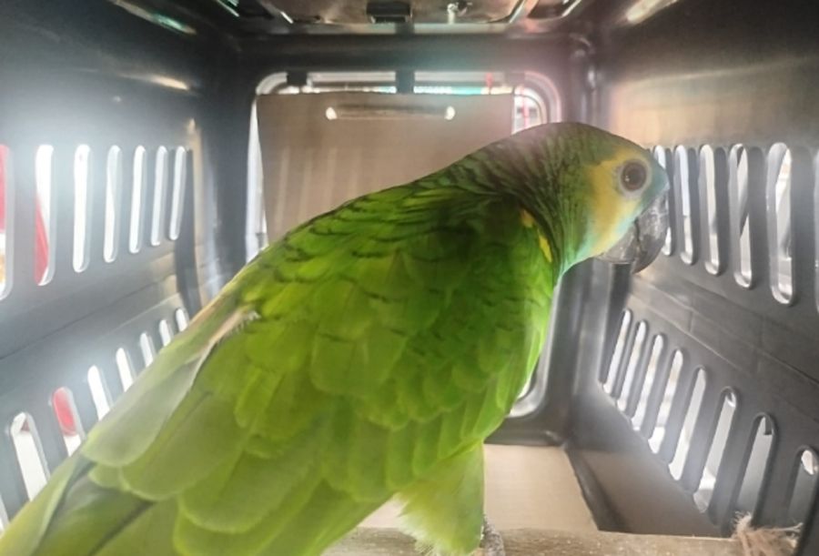 2710_loros