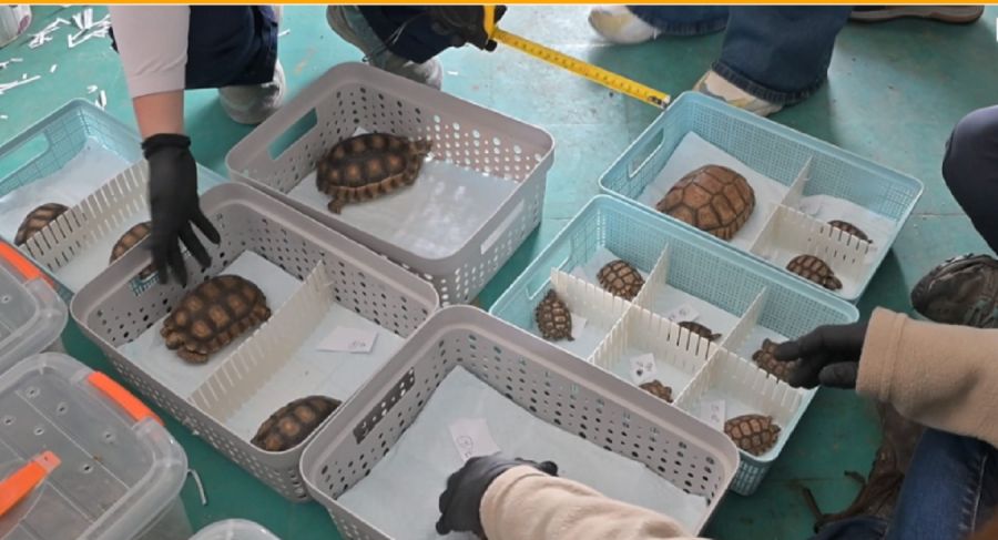 2710_tortugas 