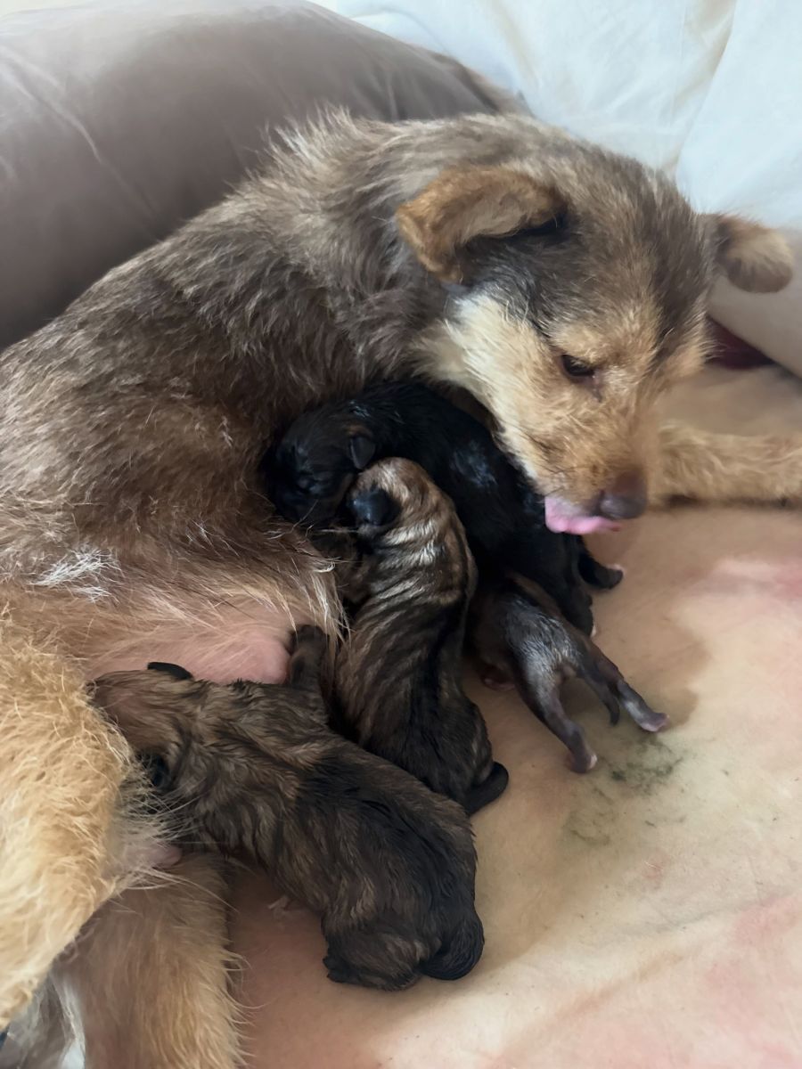 Los cachorros de la perra de Jimena Barón