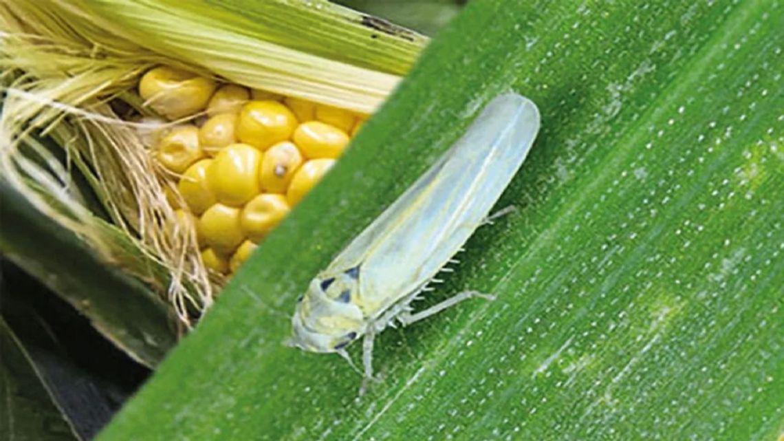 El impacto de la chicharrita: “En las zonas más afectadas del norte, hemos tenido pérdidas entre el 80 y el 100%”