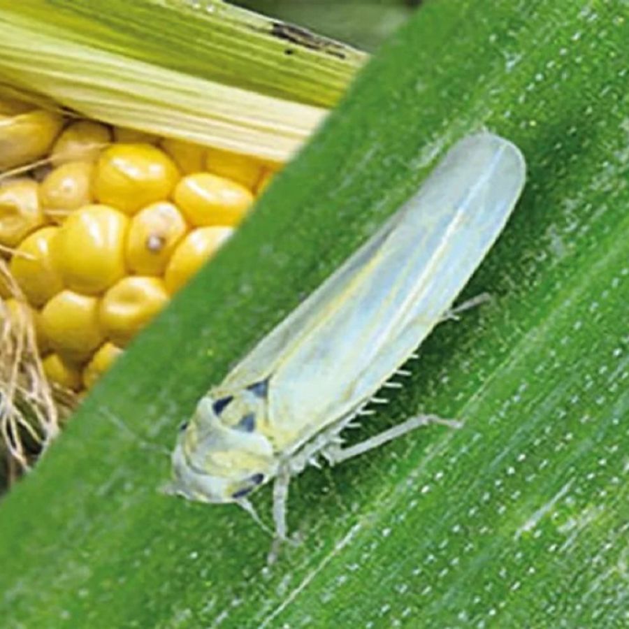 El impacto de la chicharrita: “En las zonas más afectadas del norte, hemos tenido pérdidas entre el 80 y el 100%” | Canal E