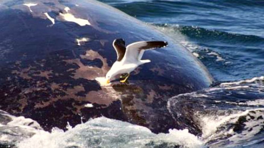 ballenas-vs-gaviotas