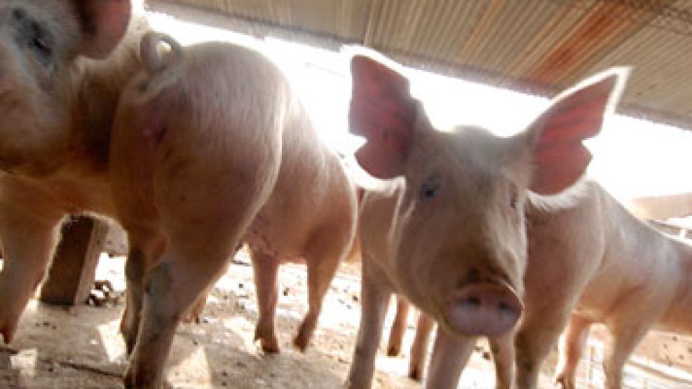 La carne de cerdo es una fuente proteica de minerales y vitaminas, alternativa al consumo de carne vacuna, aviar o de pescado.