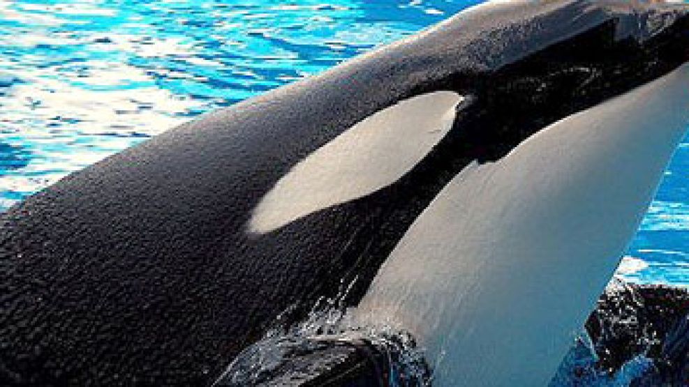 Una orca mató a una entrenadora en Orlando