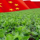 china-soja1