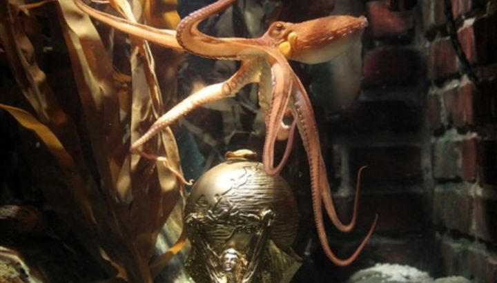 0712-pulpo-copa-g-afp