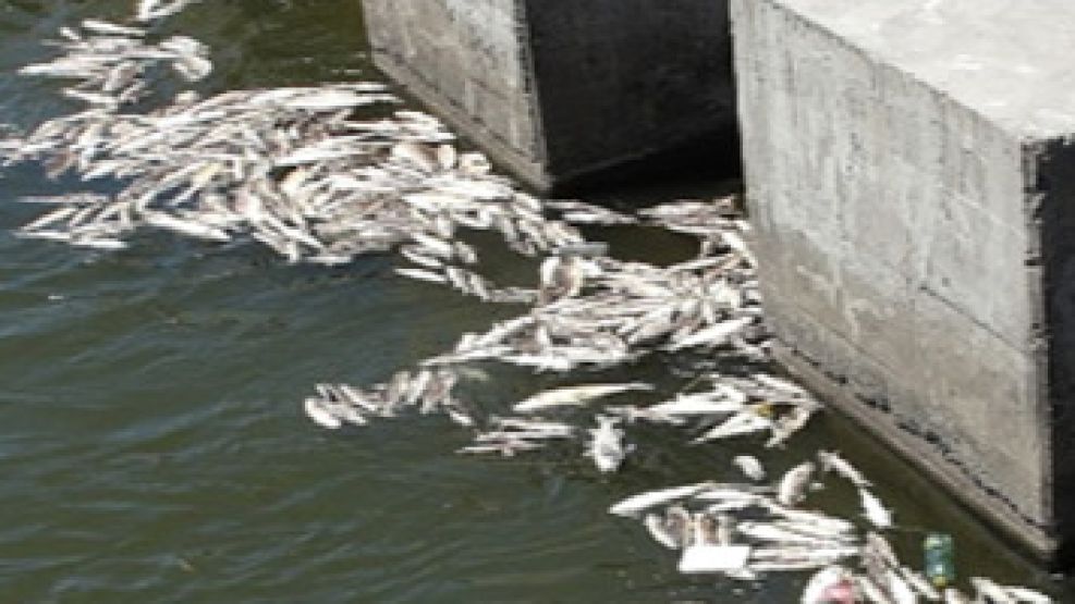 La desoladora postal: miles de peces muertos a orillas del lago del Río Hondo.