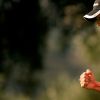 sergio-garcia