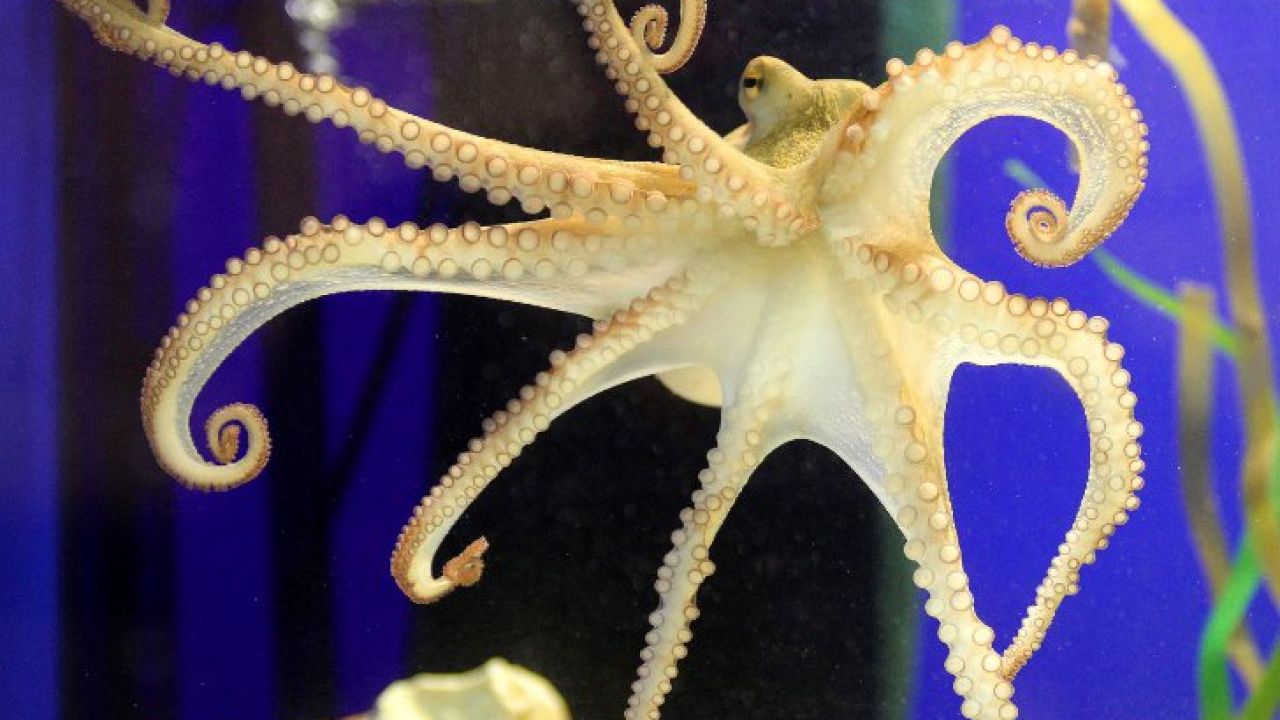 1103-pulpo-paul-2-efe-g.jpg