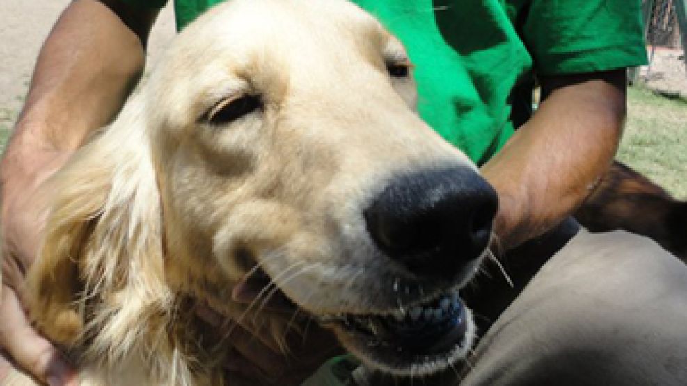 Preocupa una perra encerrada en GH, la Golden Retriever que entró a la casa del programa de TV.