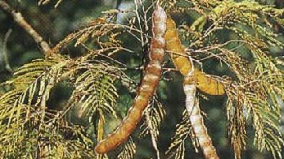 El cebil, una de las plantas comunes con efectos alucinógenos.