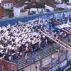 tigre-se-lo-hizo-pagar-caro-a-velez