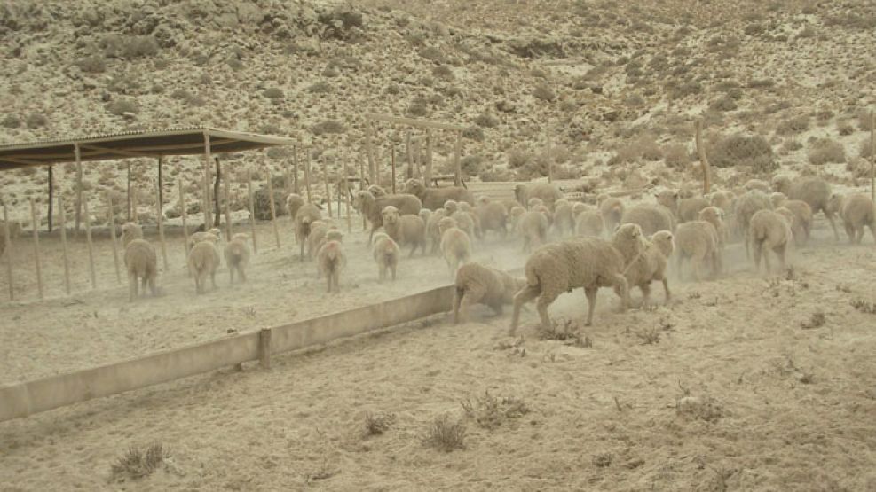 Los animales también están siendo afectados por las cenizas volcánicas.