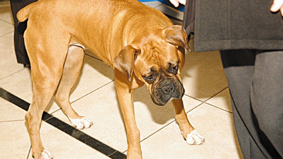 Este boxer es uno de los perros de la presidenta que habita en la Quinta de Olivos.