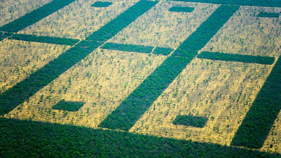 Greenpeace tomó fotografías de los bosques destruidos.