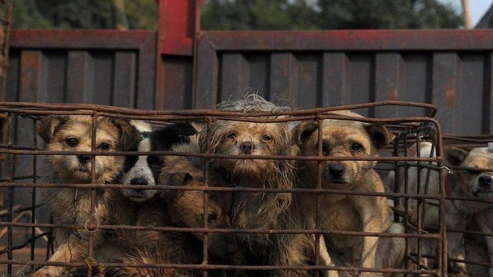 La carne canina se consume en algunos lugares de China.
