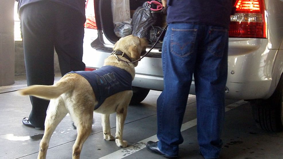 Además de Buquebus, la Aduana tiene distribuidos perros en puertos, aeropuertos y fronteras terrestres. 